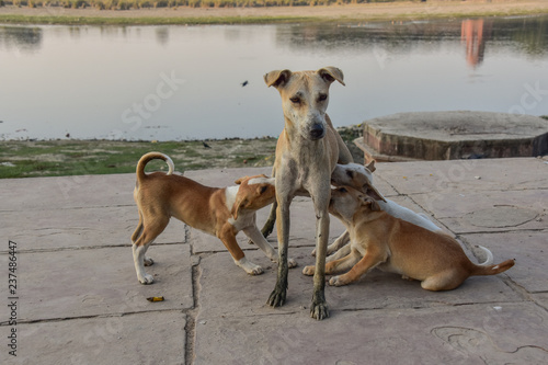 インドのアーグラー ヤムナー川沿いのガート 母犬と母乳を飲む子犬の群れ Stock Photo Adobe Stock インドのアーグラー ヤムナー川沿いのガート 母犬と母乳を飲む子犬の群れ Stock Photo Adobe Stock