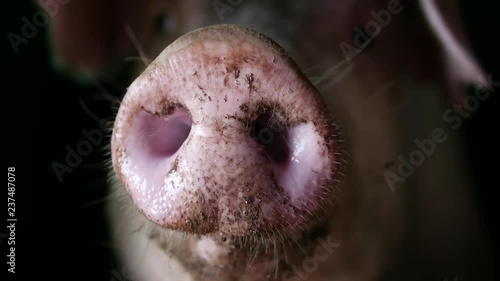 Healthy pig with muddy snout in organic farm pigsty, close-up.