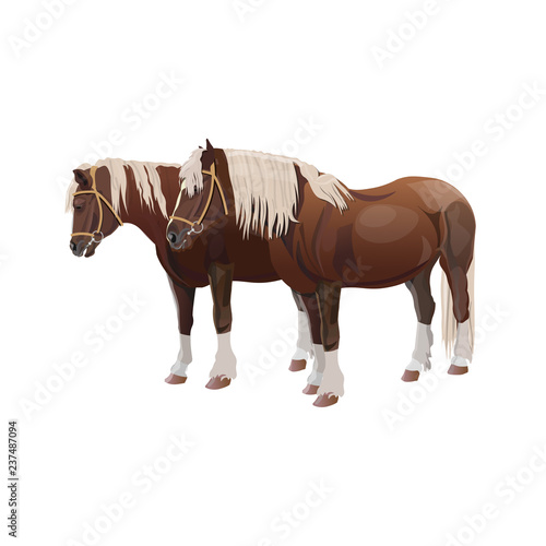 Pair of draft horses
