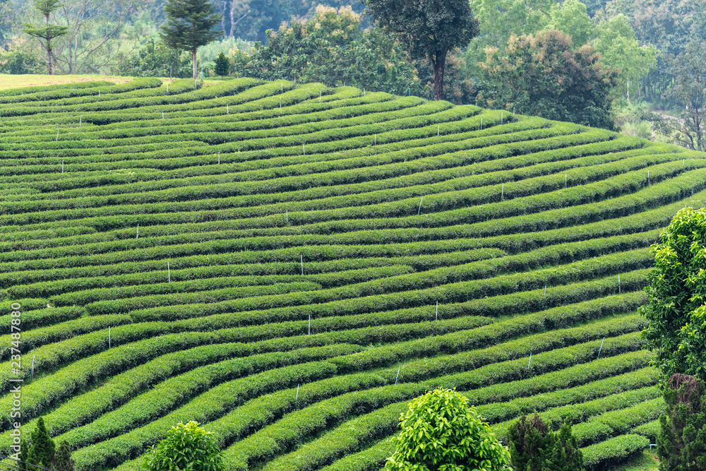 Tea plantation , Thailand