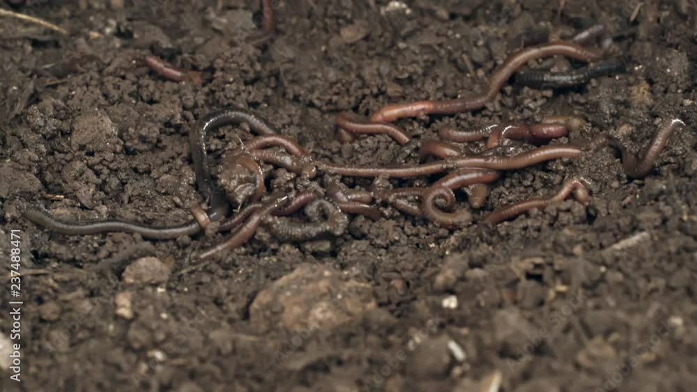 Earthworms moving in the soil Earthworms moving in the soil