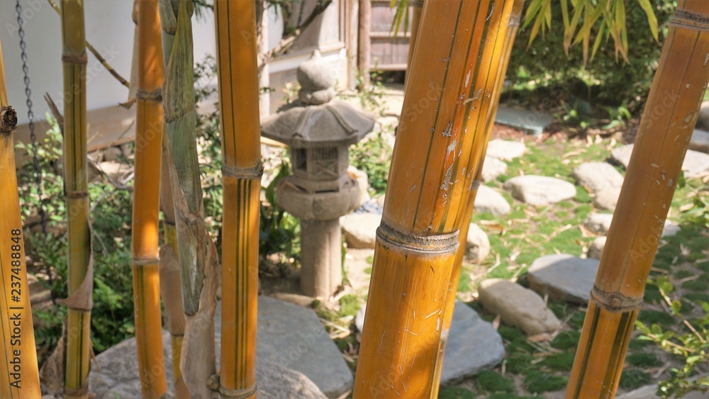 Fototapeta premium bamboo forest