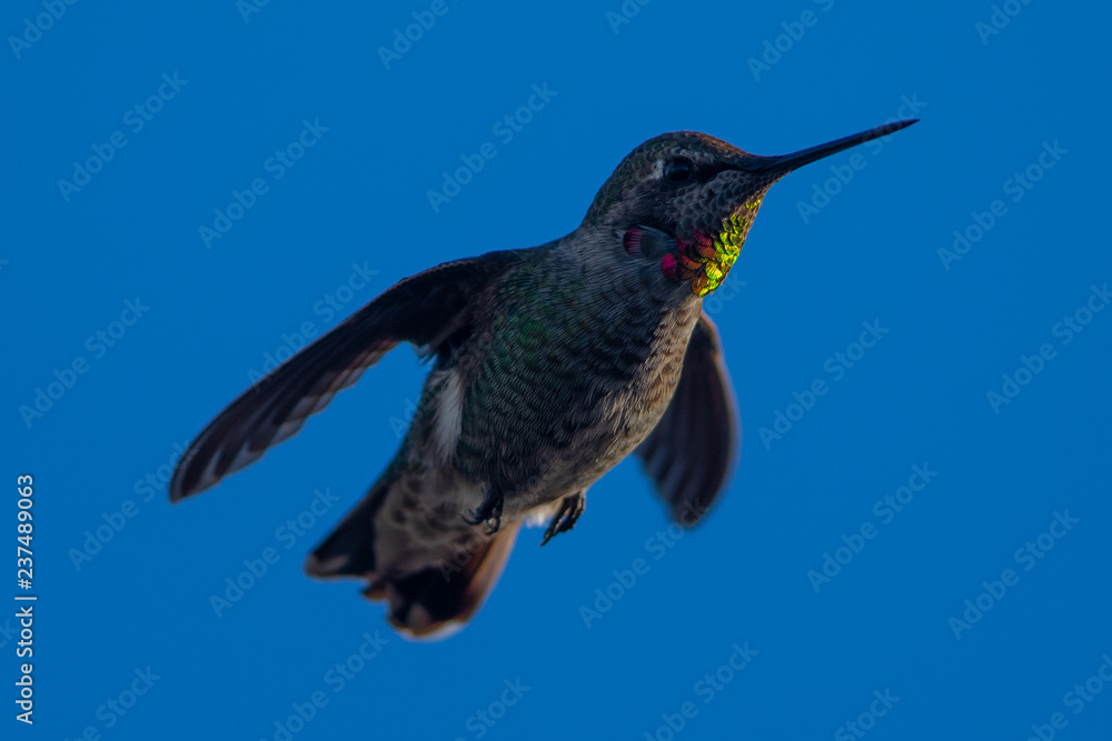 Fototapeta premium Hummingbird flying, seen in North California