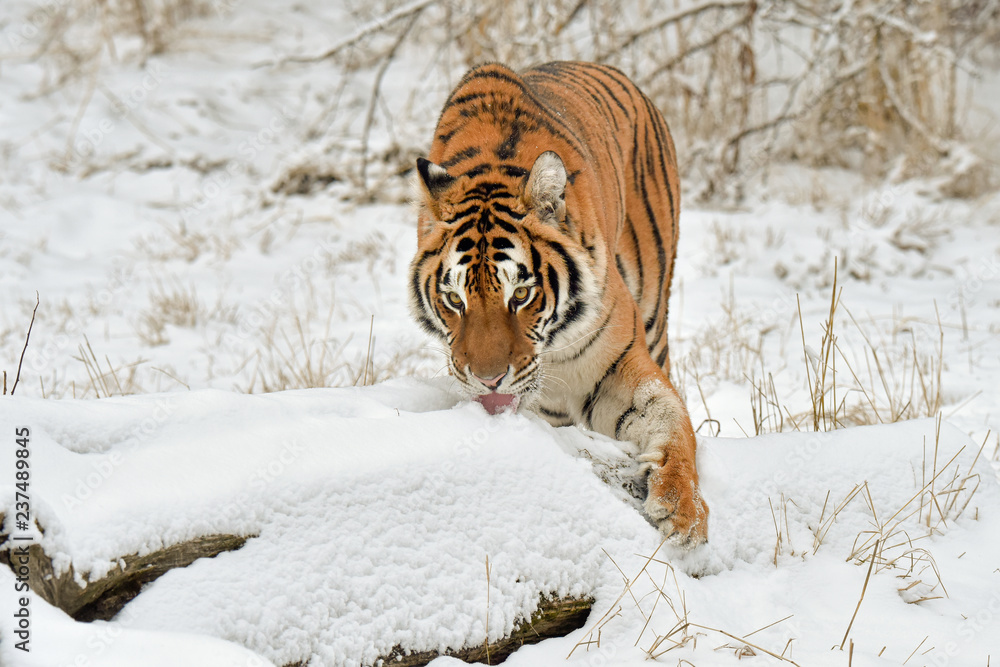 Obraz premium Tiger Licking the Snow in Winter