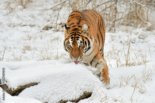 Tiger Licking the Snow in Winter © Evelyn