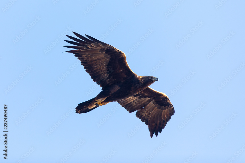Fototapeta premium Golden eagle flying, seen in the wild in North California