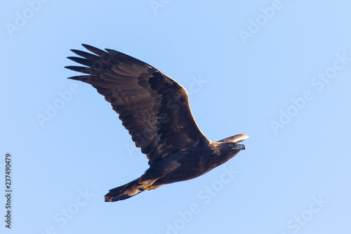 Golden eagle flying, seen in the wild in  North California