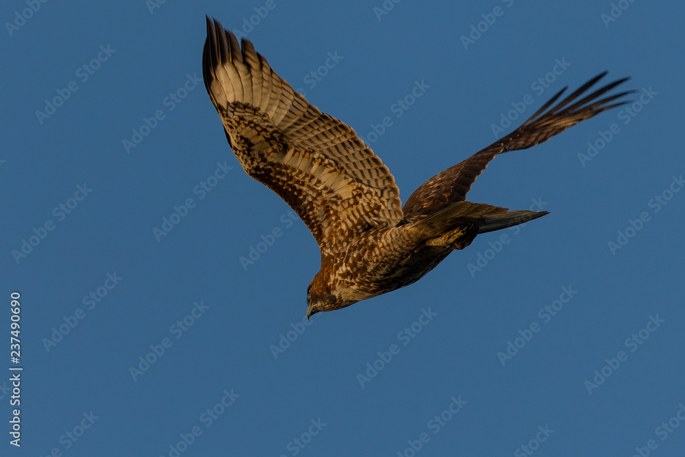 Fototapeta premium Red-tailed hawk flying in beautiful light , seen in the wild in North California