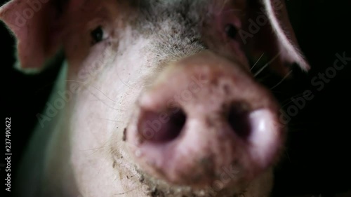 Healthy pig with muddy snout in organic farm pigsty, close-up. photo