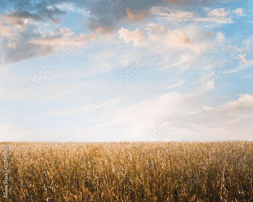 autumn fields