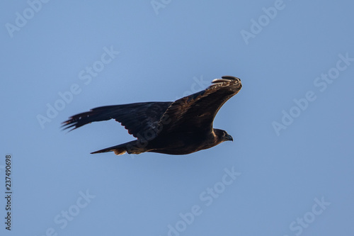 Golden eagle flying, seen in the wild in  North California