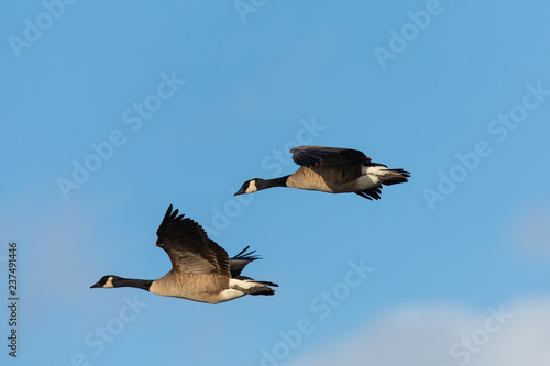 Canada geese flying in formation against clouds, seen in the wild near the San Francisco Bay