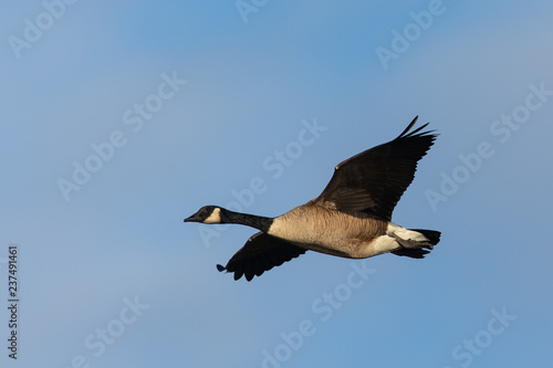 Canada goose flying against clouds, seen in the wild near the San Francisco Bay