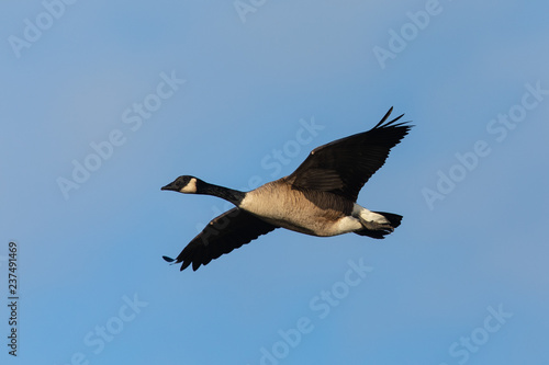 Canada goose flying against clouds, seen in the wild near the San Francisco Bay