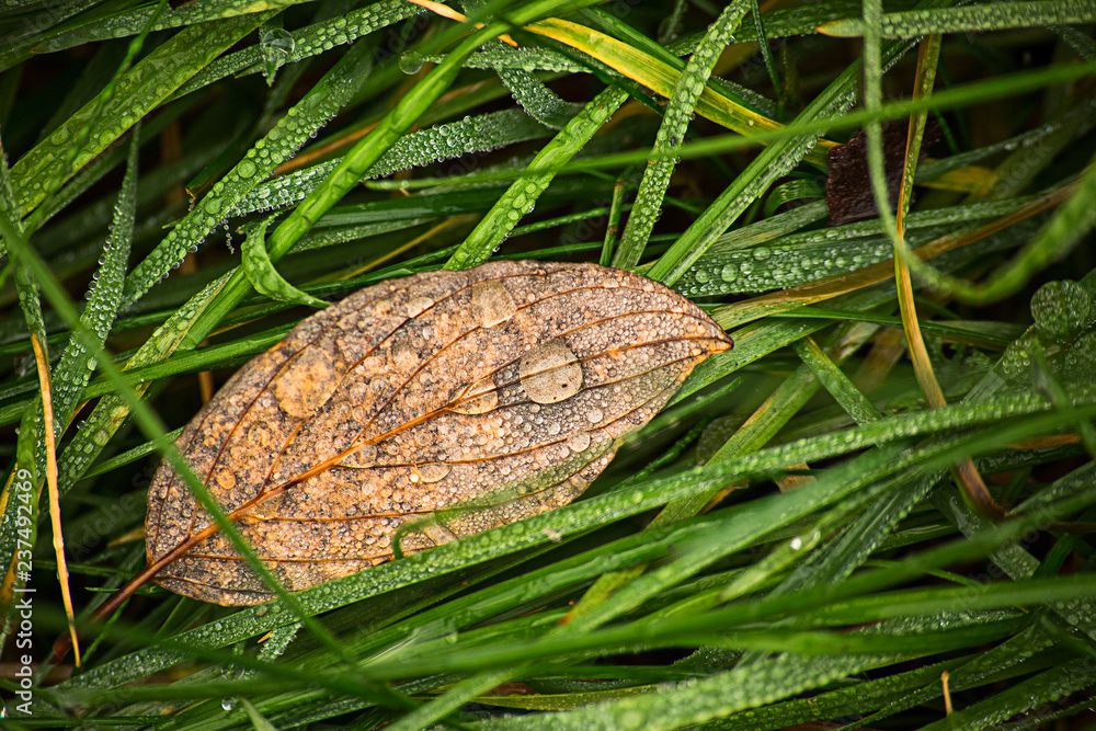 Obraz premium Drops on leaves and grass