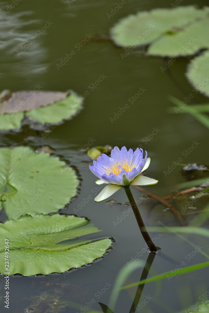 Beautiful colourful lotus in a reflection pond with peaceful atmosphere. Beautiful colourful lotus in a reflection pond with peaceful atmosphere.