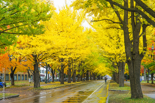 Ginkgo avenue at Hokkaido University, Japan