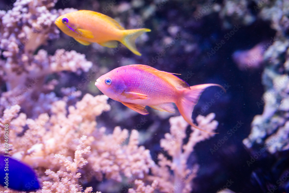 Pseudanthias squamipinnis - Sea goldie Pseudanthias squamipinnis - Sea goldie