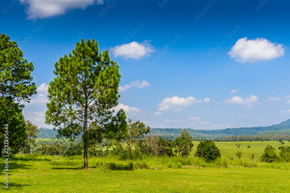 landscape Pine Forest with a blue sky and white clouds in the spring afternoon