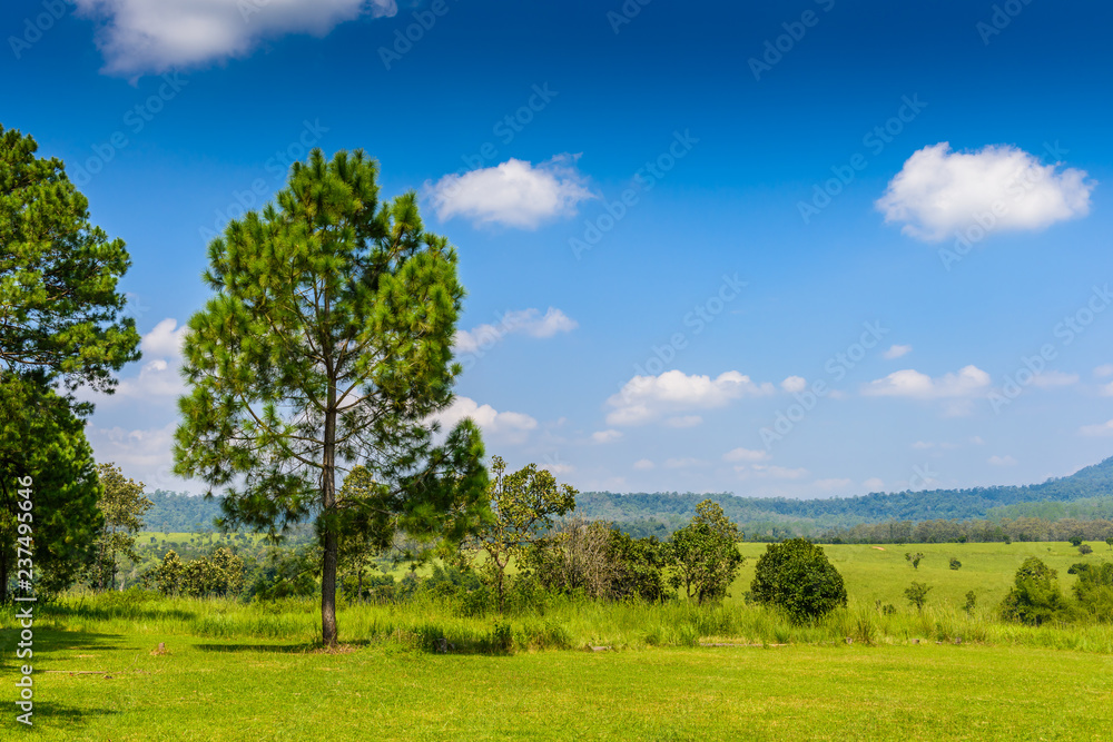 landscape Pine Forest with a blue sky and white clouds in the spring afternoon landscape Pine Forest with a blue sky and white clouds in the spring afternoon