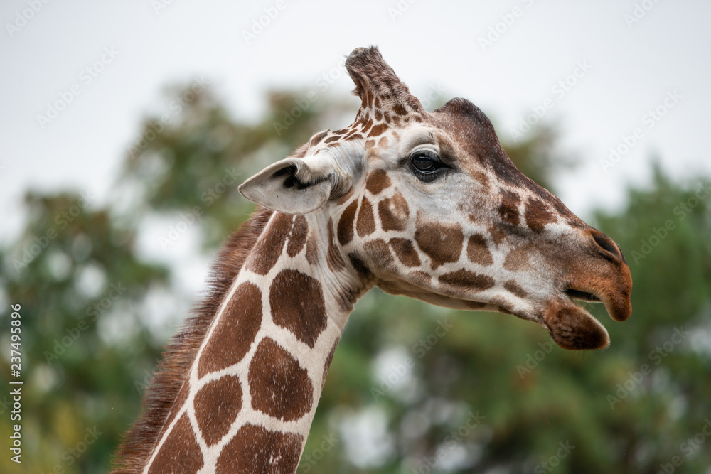 Obraz premium Giraffe portrait