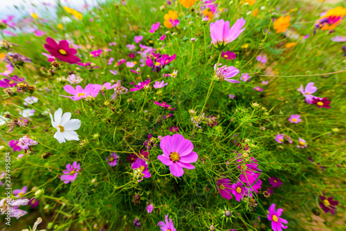 Cosmos flowers blooming in the garden