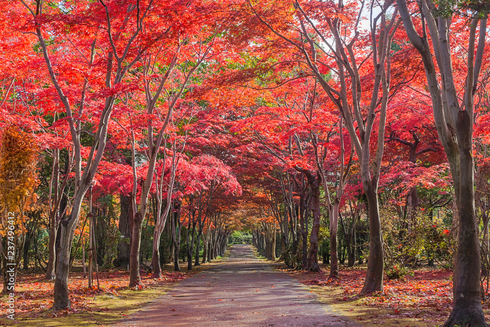 Hiraoka Tree Art Center in Sapporo, Hokkaido, Japan