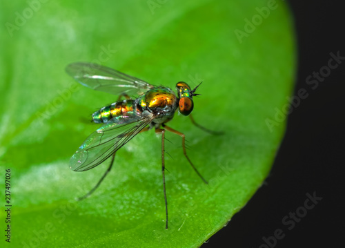 Macro Photo of Beautiful Fly on Green Leaf Isolated on Background © backiris