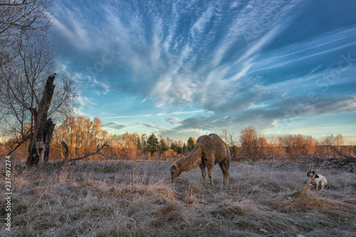 Camel walk © salman2