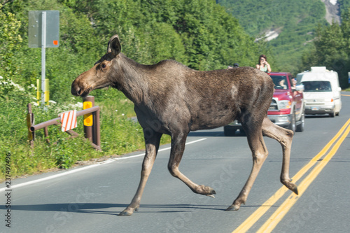 Wild moose in Kenai Fjords National Park (Alaska) photo