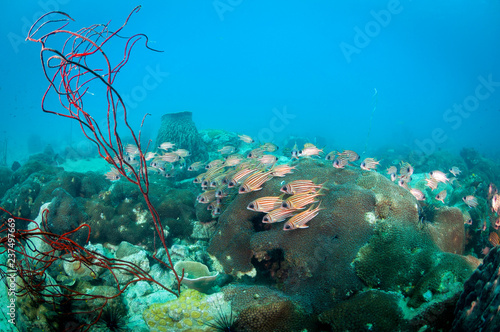 Fototapeta Naklejka Na Ścianę i Meble -  A group of big eye squirrel fish over galaxy coral and red sea fan on coral reefs  in good visibility at Koh Chang, Trat, Gulf of Thailand. Thailand underwater photography.