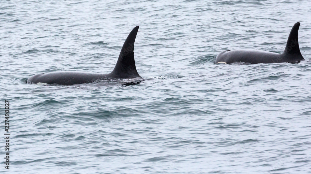 Wild orca in the seas of Kenai Fjords National Park (Alaska) Wild orca in the seas of Kenai Fjords National Park (Alaska)