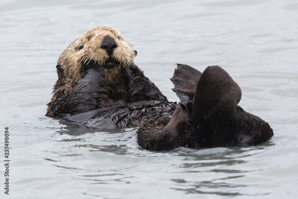 Fototapeta premium A wild sea otter in the waters of Seward, Alaska near Kenai Fjords National Park in the Kenai Peninsula.