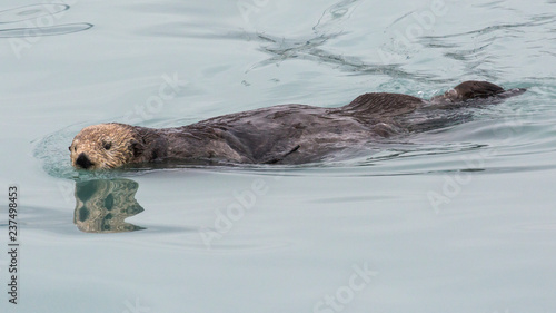 A wild sea otter in the waters of Seward, Alaska near Kenai Fjords National Park in the Kenai Peninsula.