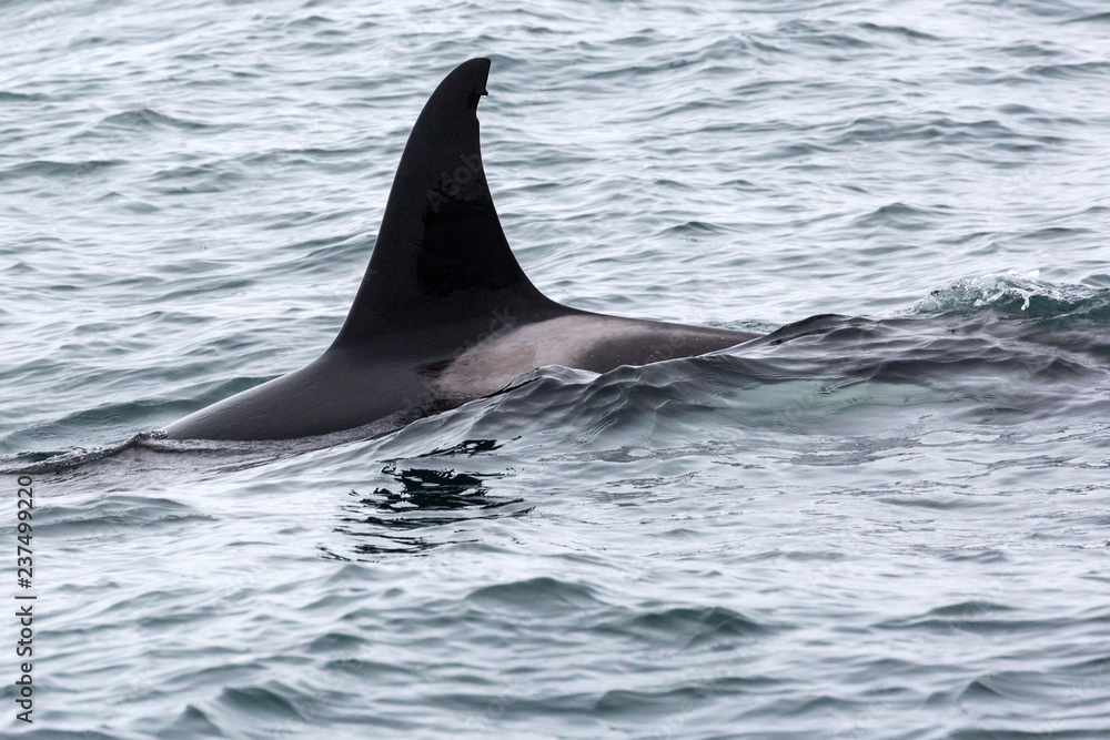 Obraz premium Wild orca in the seas of Kenai Fjords National Park (Alaska)