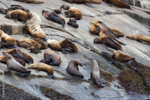 Wild sea lions laying on the rocks in Kenai Fjords National Park in Alaska. photo