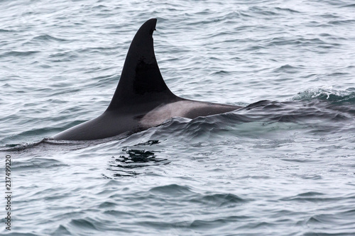Wild orca in the seas of Kenai Fjords National Park (Alaska)