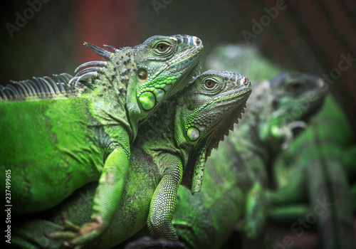 Green Iguana in a natural forest.