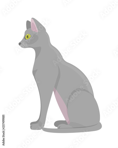 Sacred ancient Egyptian animal cat. Domestic fluffy animal cat. © Idey