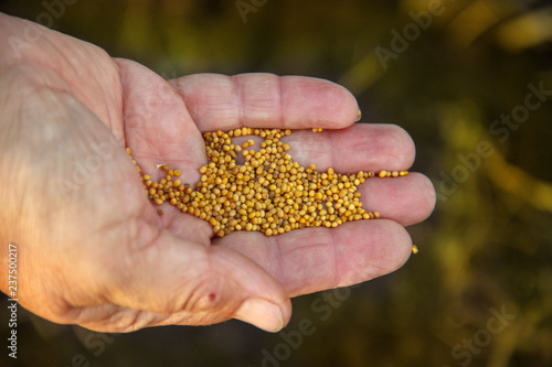 siderats. mustard seeds in the hand of a old man woman. Concept of eco-friendly soil fertility restoration. Organic fertilizer