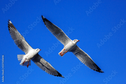 Action flight of seagulls in the sky.
