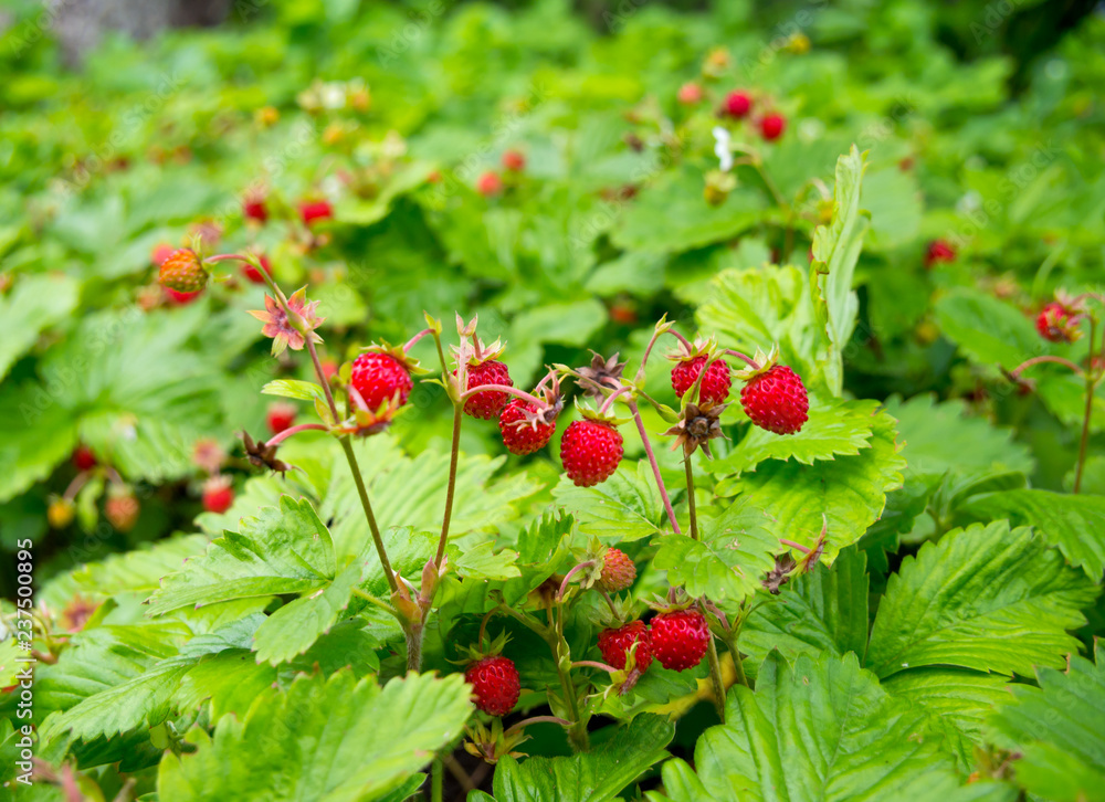 Many ripe wild strawberries on one bush Many ripe wild strawberries on one bush