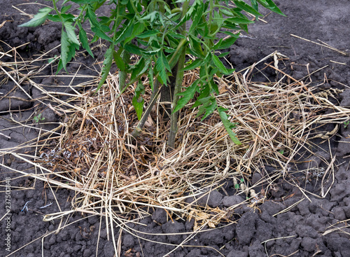 Mulching a tomato bush with hay and dry grass