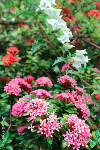 Pink flowers