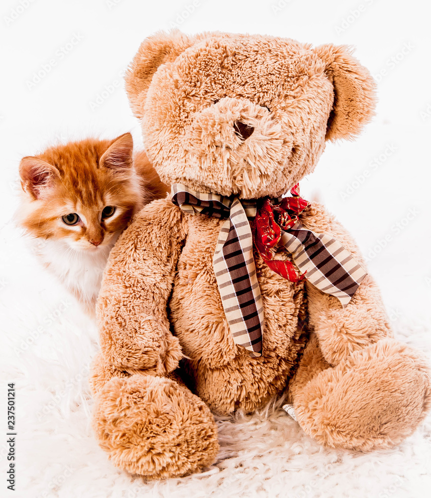 chaton qui se cache derrière un nounours Stock Photo