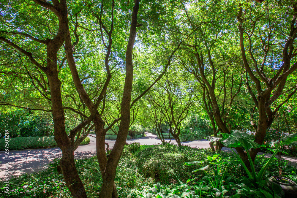 The background of the tree approaching, the green wallpaper from the leaves, is a natural beauty. The background of the tree approaching, the green wallpaper from the leaves, is a natural beauty.