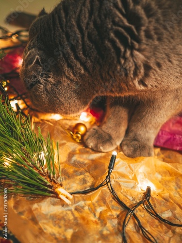 Scottish British cat with bright yellow eyes sitting on wrapping paper decorated with Christmas decor with garland, toys, spruce twig