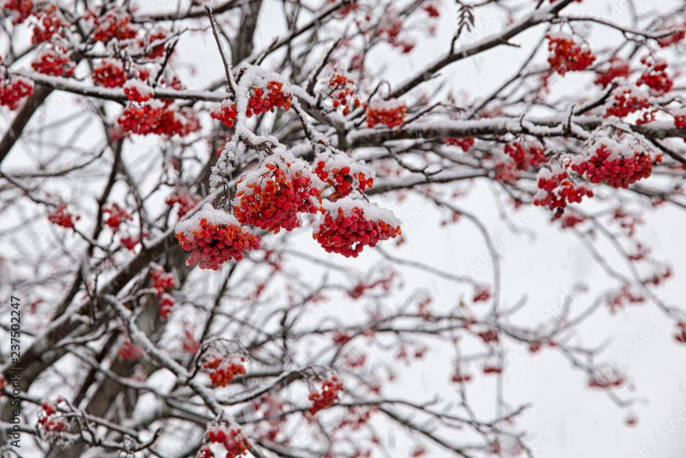 Red Rowan Berries