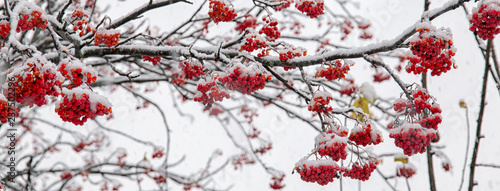 Red Rowan Berries