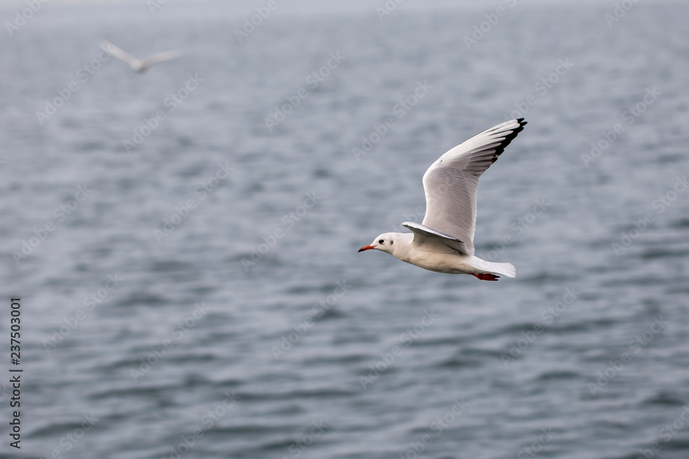 Seagull Seagull